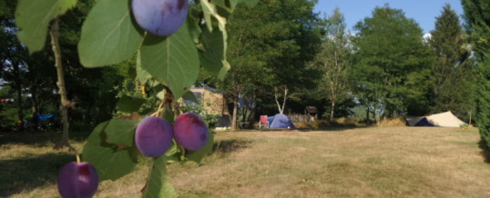 Gratis pruimen plukken op natuurcamping